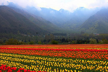 Srinagar Arrival